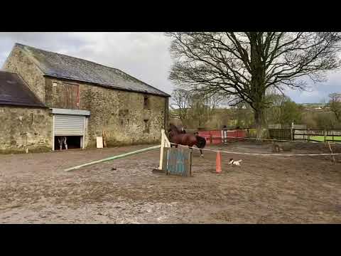 Roger De Mariposa 2017 Vagabond De La Pomme X Air Jordan Z