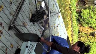 FCAT-Transfering a Feral Cat from Drop Trap to Carrier