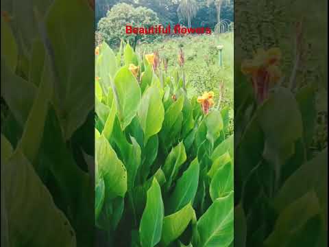 so beautiful flowers so cute flowers 💐💐💐 #dance #music #newmusic #love