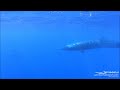 Sei Whales In São Miguel Azores Islands TERRA AZUL