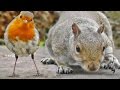Videos Of Birds Chirping And Squirrels For Cats To Watch