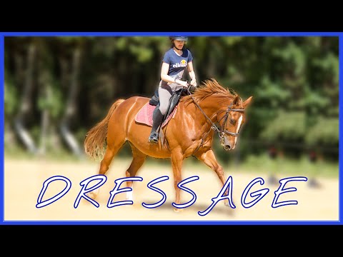 [COURS] Travail sur les départs au galop ! 30/05/20 - CS'o Landreau