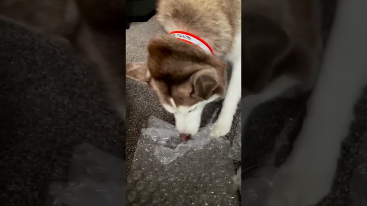 Imagine the self control required to work at bubble wrap factory. I have zero. #shorts #funny