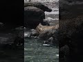 Komodo Dragon Up Close