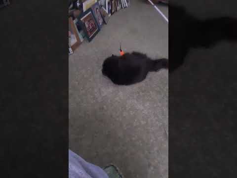 Aoife playing (15 years old!)