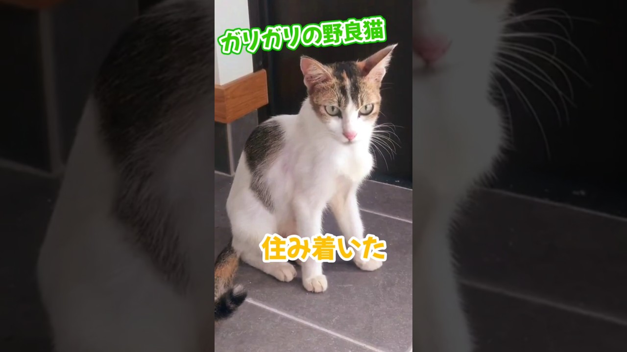 ガリガリの野良猫との出会いから 1年半 筋肉猫に！？🐱