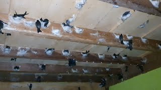 Download lagu Suara inap mp3