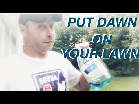 DAWN ON YOUR LAWN