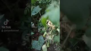 Download lagu aku sekuat hati bertahan tp kamu sebisanya menghancurkan. mp3