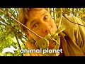 Steve And Terri Irwin Explore The Wildlife Of Cape York Crocodile Hunter Animal Planet