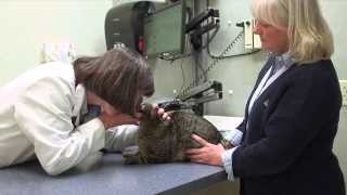 preview picture of video 'Welcome to Carrboro Plaza Veterinary Clinic'
