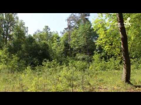 365 day time lapse of changing four seasons in a forest