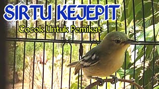 Download lagu Cipoh sirtu KEJEPIT cocok untuk pemikat mp3 Download lagu Cipoh sirtu KEJEPIT cocok untuk pemikat mp3