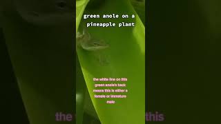 Green anole lizard #shorts #nature #animals