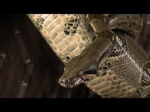 SciShow - Infusion - Invasive Species -The Story of Bunny