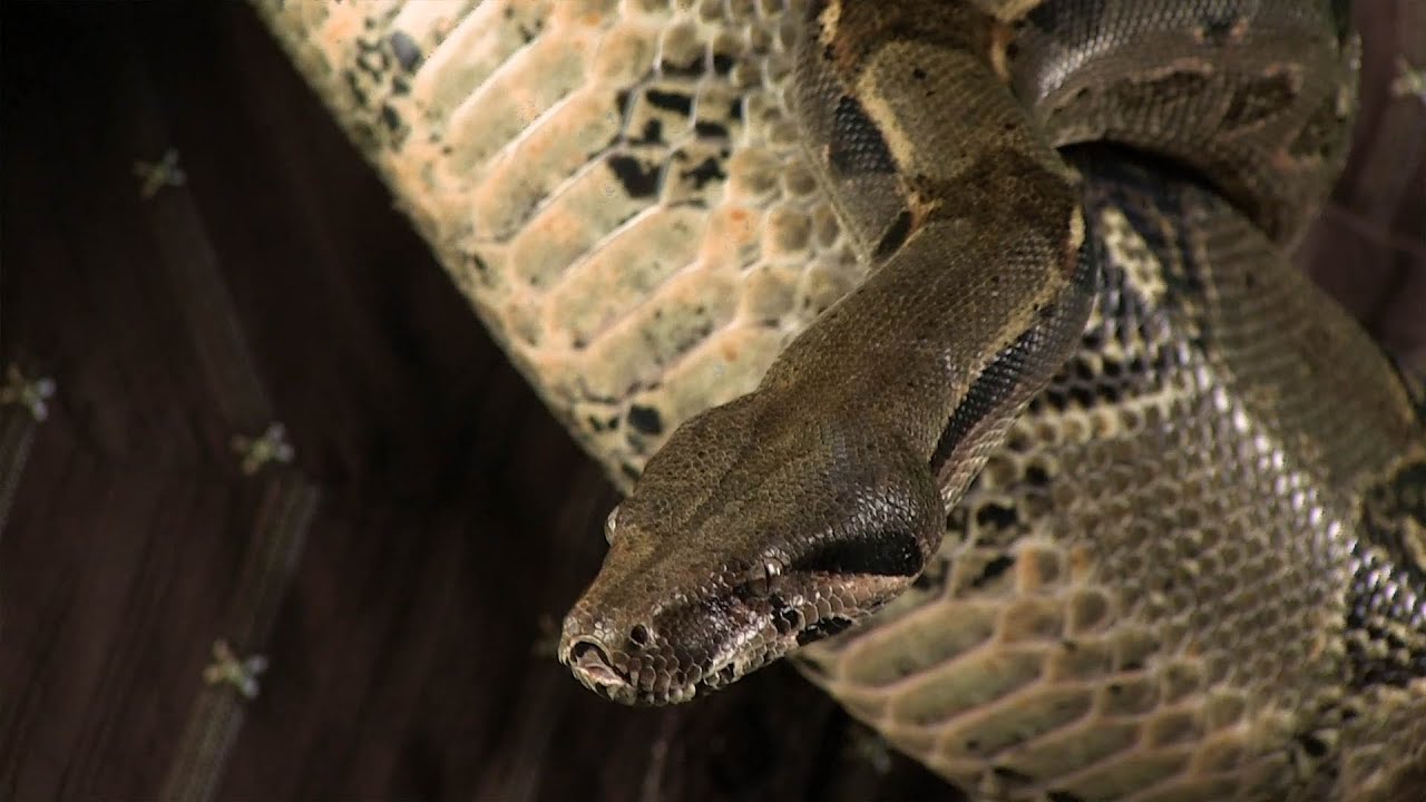 SciShow - Infusion - Invasive Species -The Story of Bunny