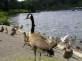 Kanadagans Branta Canadensis