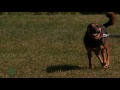 El entrenamiento de los perros guía