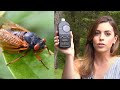 Watch 17-year cicadas reach 90+ decibel sound measurement