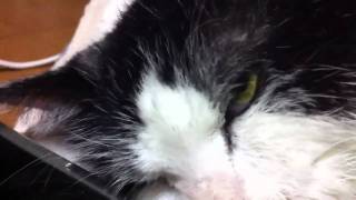 タブレットでピアノアプリを連打する猫のセッション / 家電と動物たち のサムネイル