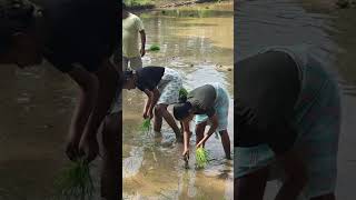 AND THIS TIME THE BISHOP IS IN THE PADDY FIELDS WITH THE STUDENTS