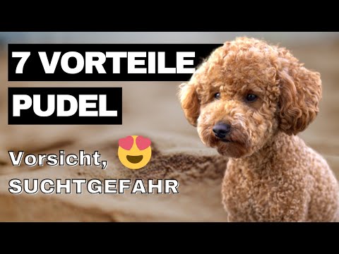 Sieben Vorteile vom (Zwerg-)Pudel  - Darum ist der Pudel die BESTE Rasse