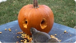 Happy Halloween! | Squirrel Carves Pumpkin