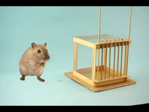 How to Make Mouse Trap