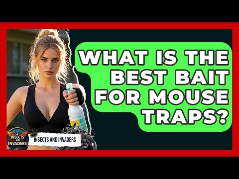 What Is The Best Bait For Mouse Traps? - Insects and Invaders