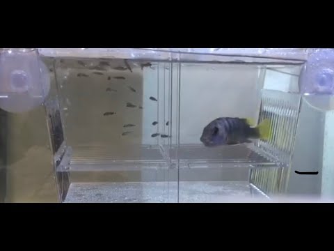 Female cichlid releasing babies from her mouth