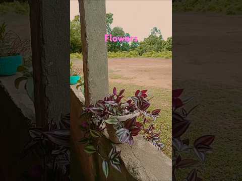 Flowers#shorts #pratima debbarma