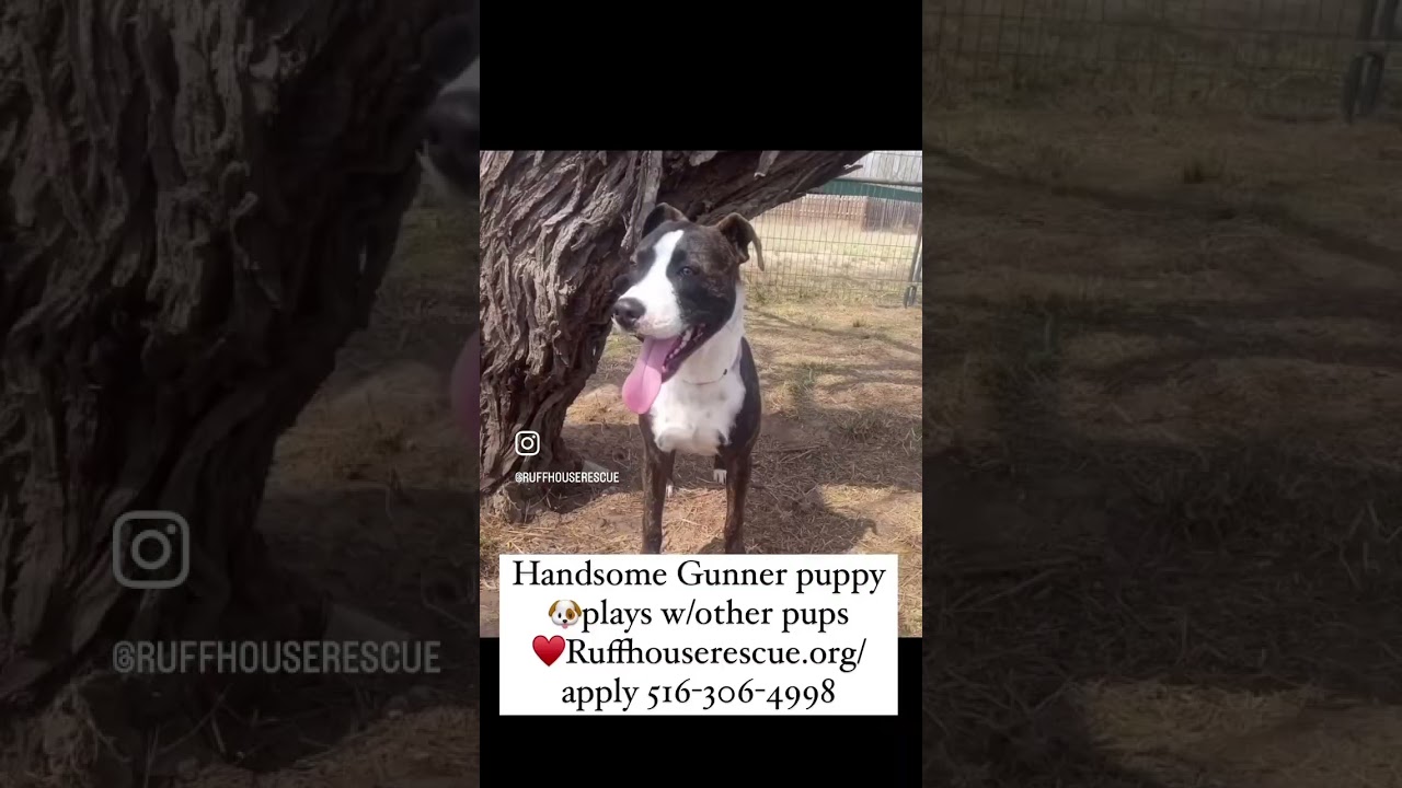 Enlarge Gunner, a Adoptable mixed breed in West Islip, NY video 6/6