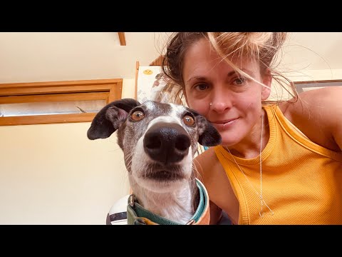 First 3 days with my nervous Galgo (Spanish greyhound) : Rescue Dog Diaries 🐾🩷