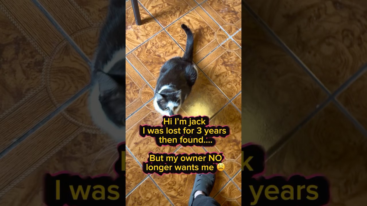 Enlarge Jack (owner abandoned) watch VIDEO, a Adoptable Domestic Short Hair in Deltona, FL video 4/4