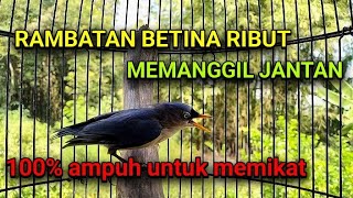 Download lagu Suara Pikat Rpm/Rambatan Paruh Merah Betina Ribut Memanggil Jantan mp3