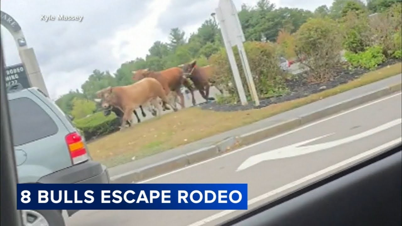 8 bulls escape rodeo after plowing through chain-link fence