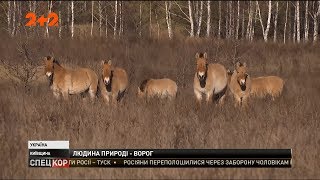 У Чорнобильській зоні поступово відновлюється природа