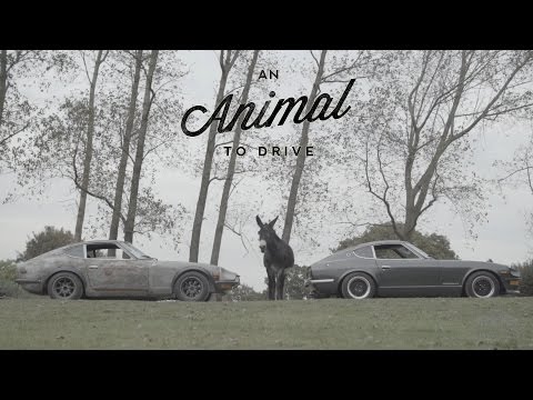 These Datsun 240Zs Are Animals to Drive