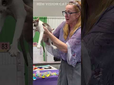 Judge Jacqui’s Top 3 Short Hair Cats in Championship. #catlover #catlife #cat