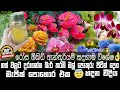 මල් වගාවට හොඳම රහස මෙන්න