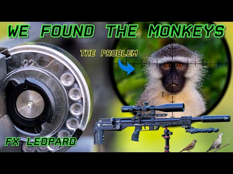 Culling monkeys | FX Leopard | 18gr Pellets | Hunting & Pest Control