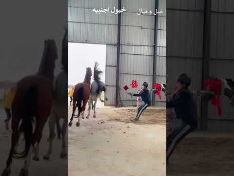, title : 'شاهد الفرق بين الخيول الأجنبيّة والخيول العربية 😅🤝🏻'