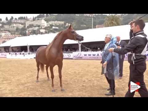 N.54 ELLE FLAMENCA - Menton 2016 - Fillies 3 years old (Class 3)