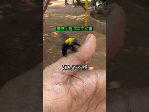 木工バチが人に近づく理由