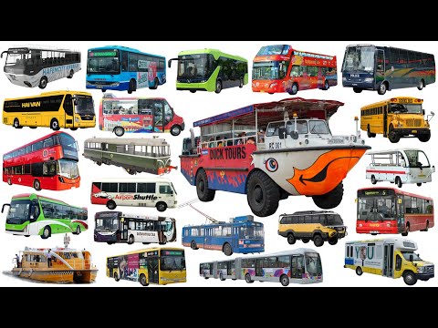 School Bus, City Bus, Coach, Police Bus | Bus name collection - Learning Vehicle Types of Bus