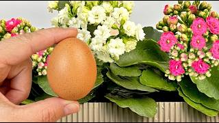 Ein wahrer Schatz für alle Ihre Pflanzen! Für KALANCHOE, ORCHIDEE,  ANTHURIUM und weitere🌺