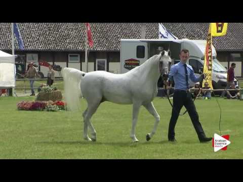 Strohen 2016 - B-Show Class N