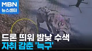 닷새 넘게 굶주린 '늑구'…밤낮 수색에도 행방 묘연 [MBN 뉴스센터]
