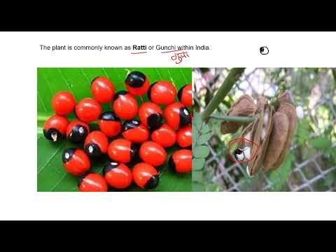 DEFINE ABRUS PRECATORIUS/रत्ती / गुंजा/ROSARY PEA ||  Organic irritant poison||FORENSIC SCIENCE