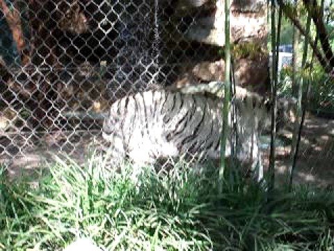 white tiger at mirage hotel